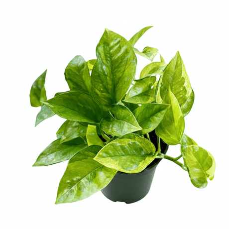 Epipremnum aureum 'Lizard Queen' Pothos - Ed's Plant Shop