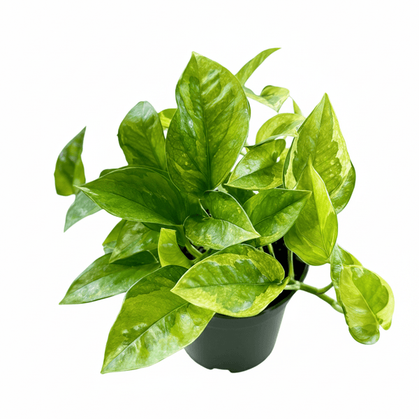 Epipremnum aureum 'Lizard Queen' Pothos - Ed's Plant Shop