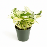 Epipremnum aureum ‘Manjula’ Pothos - Rare Variegated Indoor Vine - Ed's Plant Shop