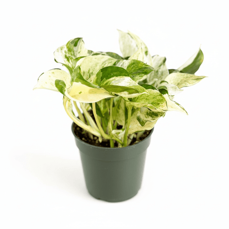 Epipremnum aureum ‘Manjula’ Pothos - Rare Variegated Indoor Vine - Ed's Plant Shop