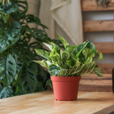 Epipremnum Aureum 'Marble Queen' Pothos - Ed's Plant Shop