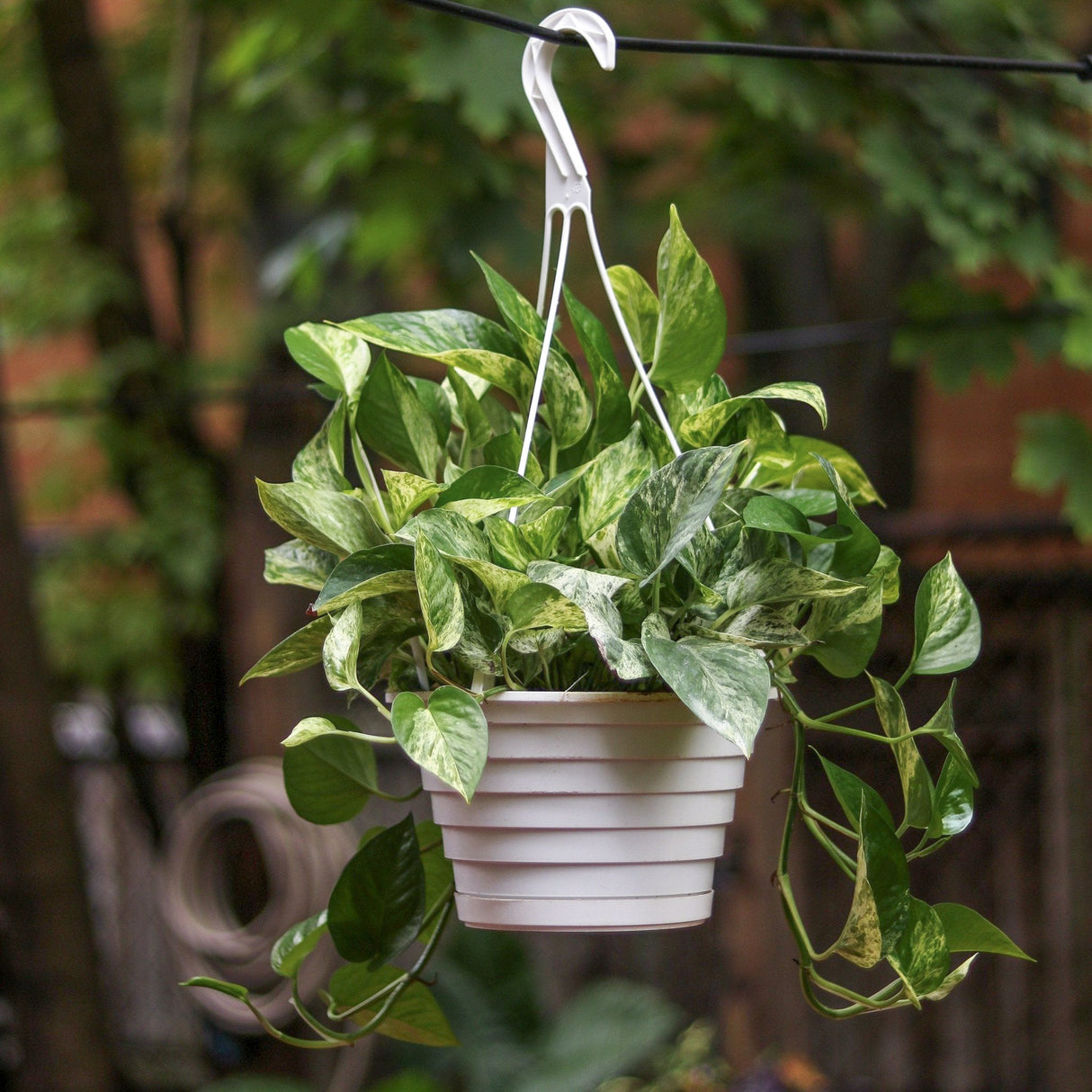 Epipremnum Aureum 'Marble Queen' Pothos 