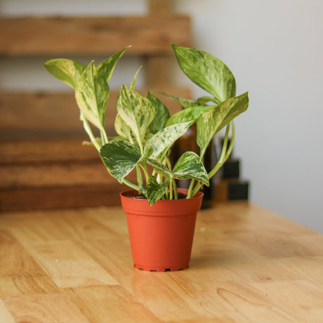 Epipremnum Aureum 'Marble Queen' Pothos 