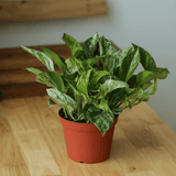 Marble Queen Pothos – Main Product Photo