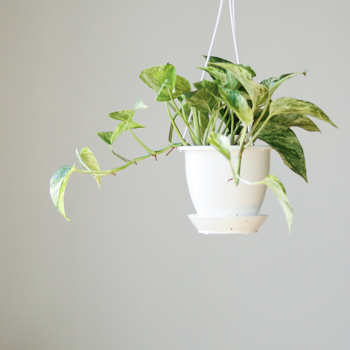 Epipremnum Aureum 'Marble Queen' Pothos - Various Sizes