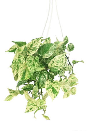 Epipremnum Aureum 'Marble Queen' Pothos - Ed's Plant Shop