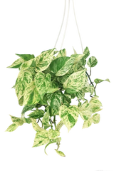 Epipremnum Aureum 'Marble Queen' Pothos - Ed's Plant Shop