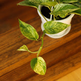 Epipremnum Aureum 'Marble Queen' Pothos Hanging Basket Various Sizes - Ed's Plant Shop