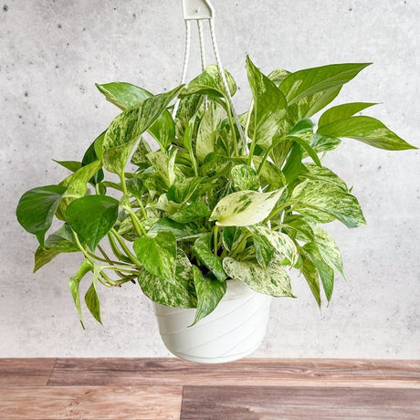 Epipremnum Aureum 'Marble Queen' Pothos Hanging Basket Various Sizes - Ed's Plant Shop