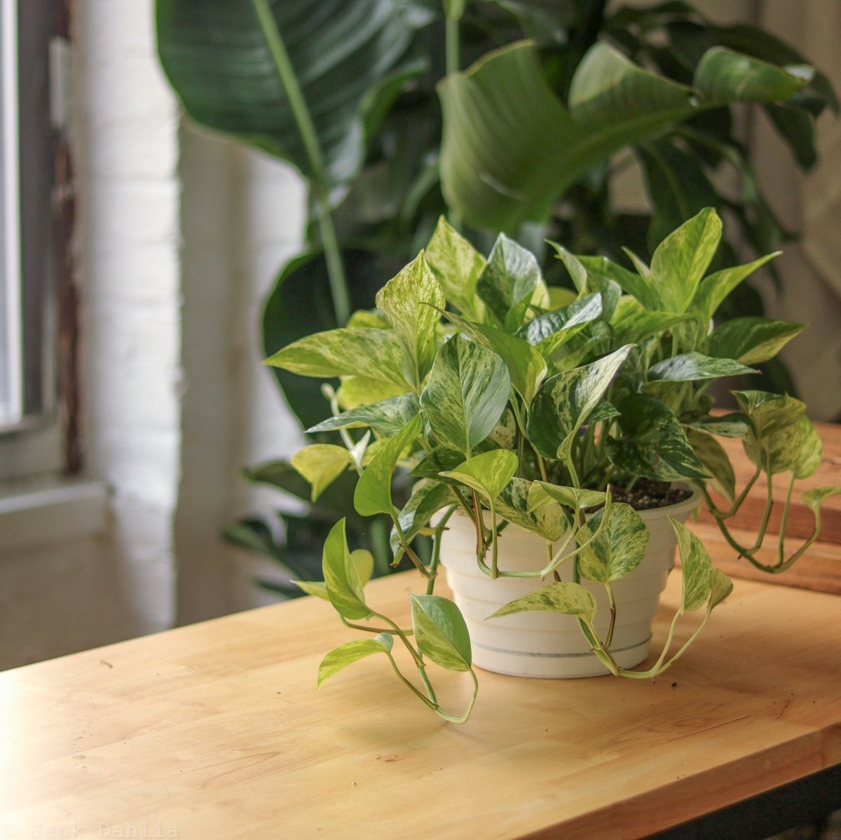 golden pothos or marble queen American Plant Exchange Marble Queen Pothos, 6-Inch Pot, Live Vining Plant, Easy Care Houseplant for Home & Garden