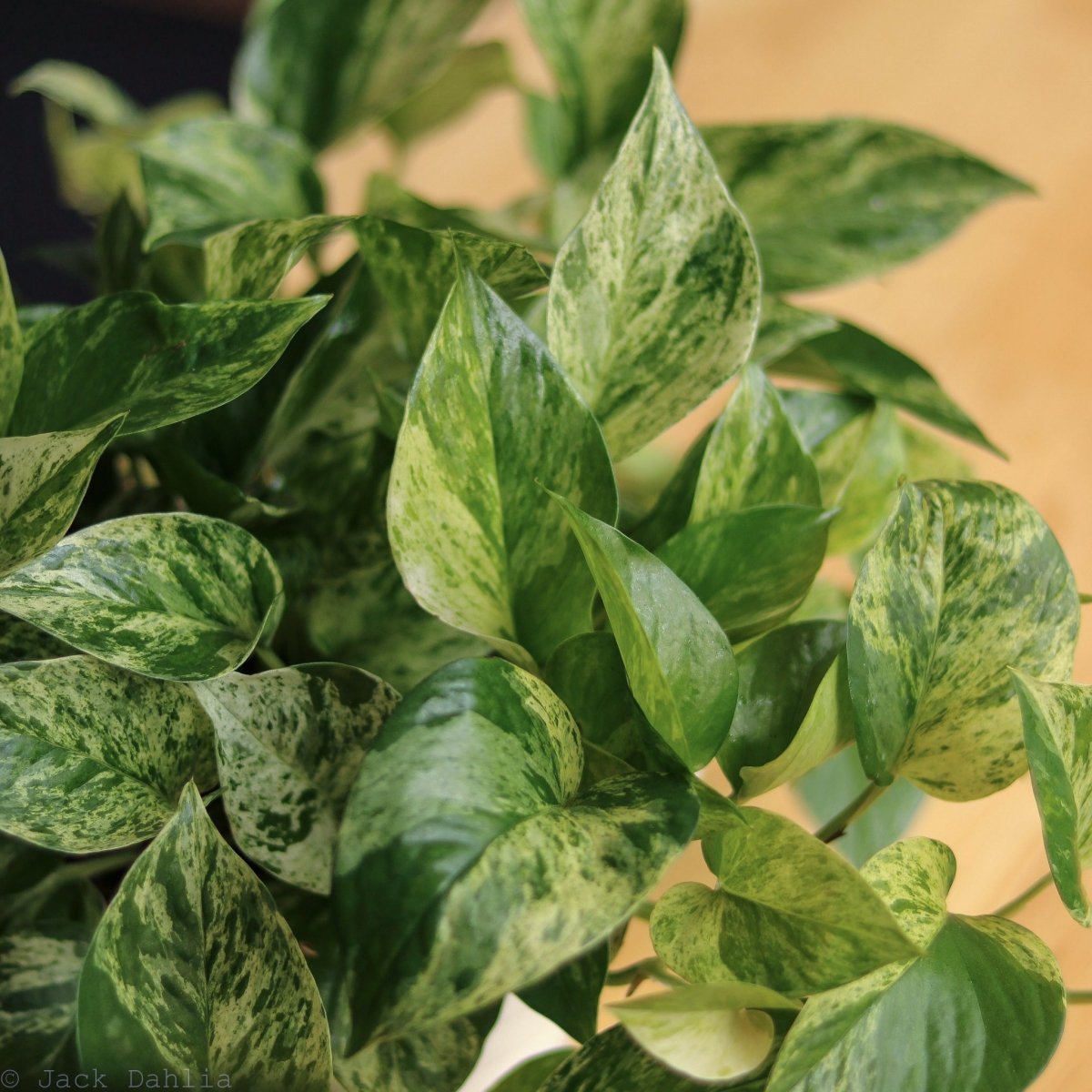 marble wueen pothos American Plant Exchange Marble Queen Pothos, 6-Inch Pot, Live Vining Plant, Easy Care Houseplant for Home & Garden