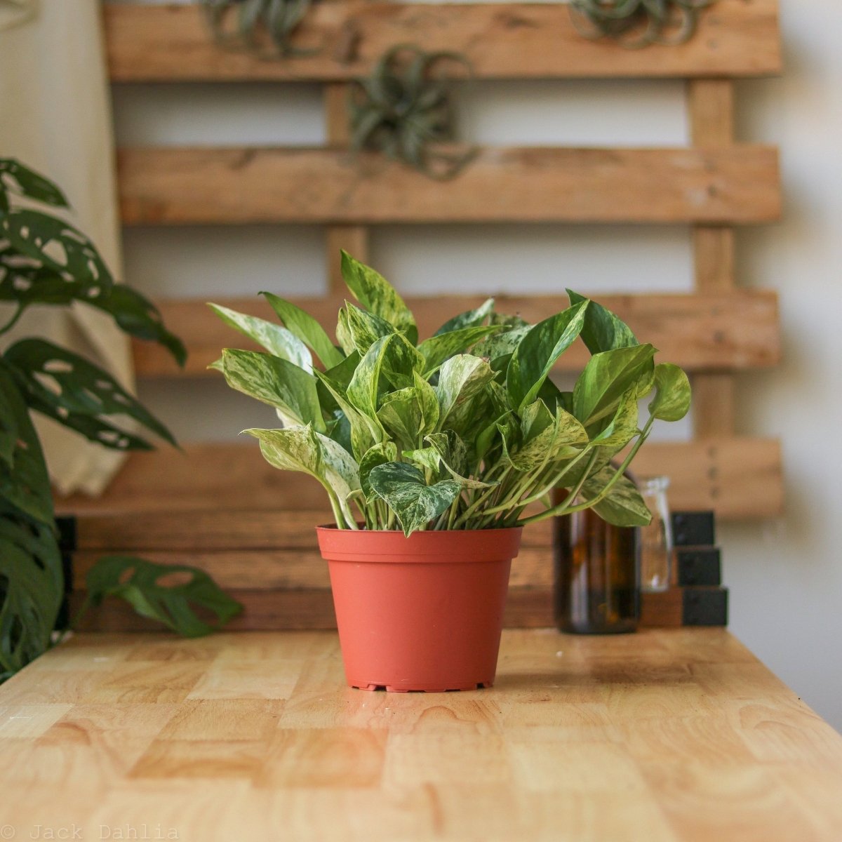 Epipremnum Aureum 'Marble Queen' Pothos - Various Sizes - Ed's Plant Shop