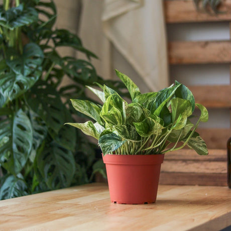 Epipremnum Aureum 'Marble Queen' Pothos - Various Sizes - Ed's Plant Shop