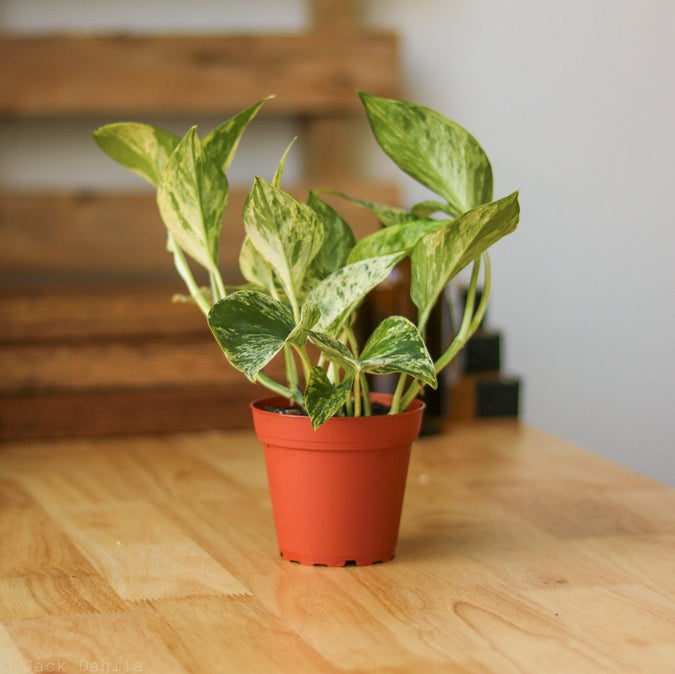 Epipremnum Aureum 'Marble Queen' Pothos - Houseplants In East Williamsburg