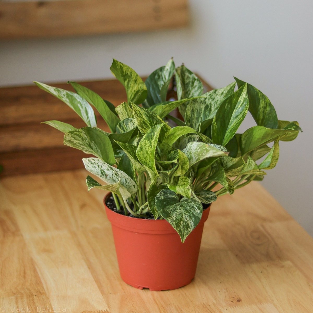 marble pothos for sale American Plant Exchange Marble Queen Pothos, 6-Inch Pot, Live Vining Plant, Easy Care Houseplant for Home & Garden