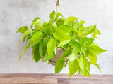 Epipremnum Aureum 'Neon' Pothos - Hanging Basket - Ed's Plant Shop