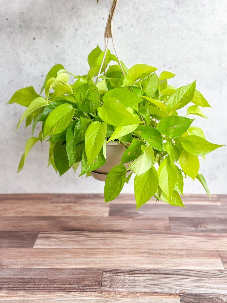epipremnum neon pothos Neon Pothos EMMS