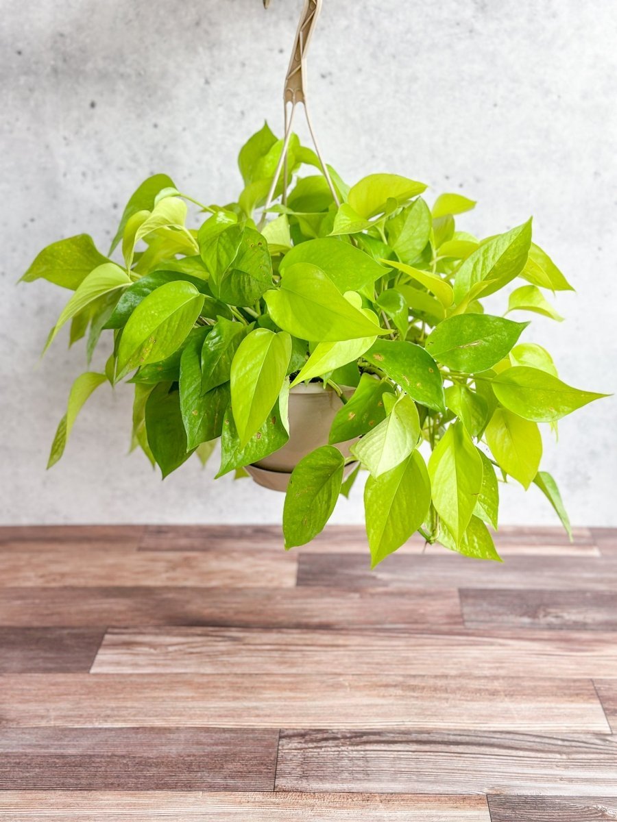 Epipremnum Aureum 'Neon' Pothos - Hanging Basket - Ed's Plant Shop