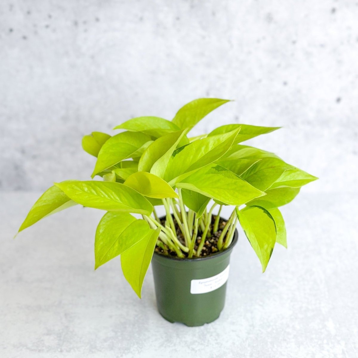 neon pothos dark green spots Neon Pothos