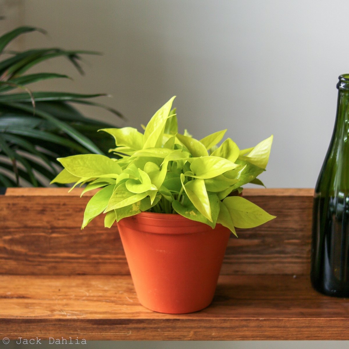 pothos plant neon Epipremnum aureum 'Neon' Pothos (4" Pot)