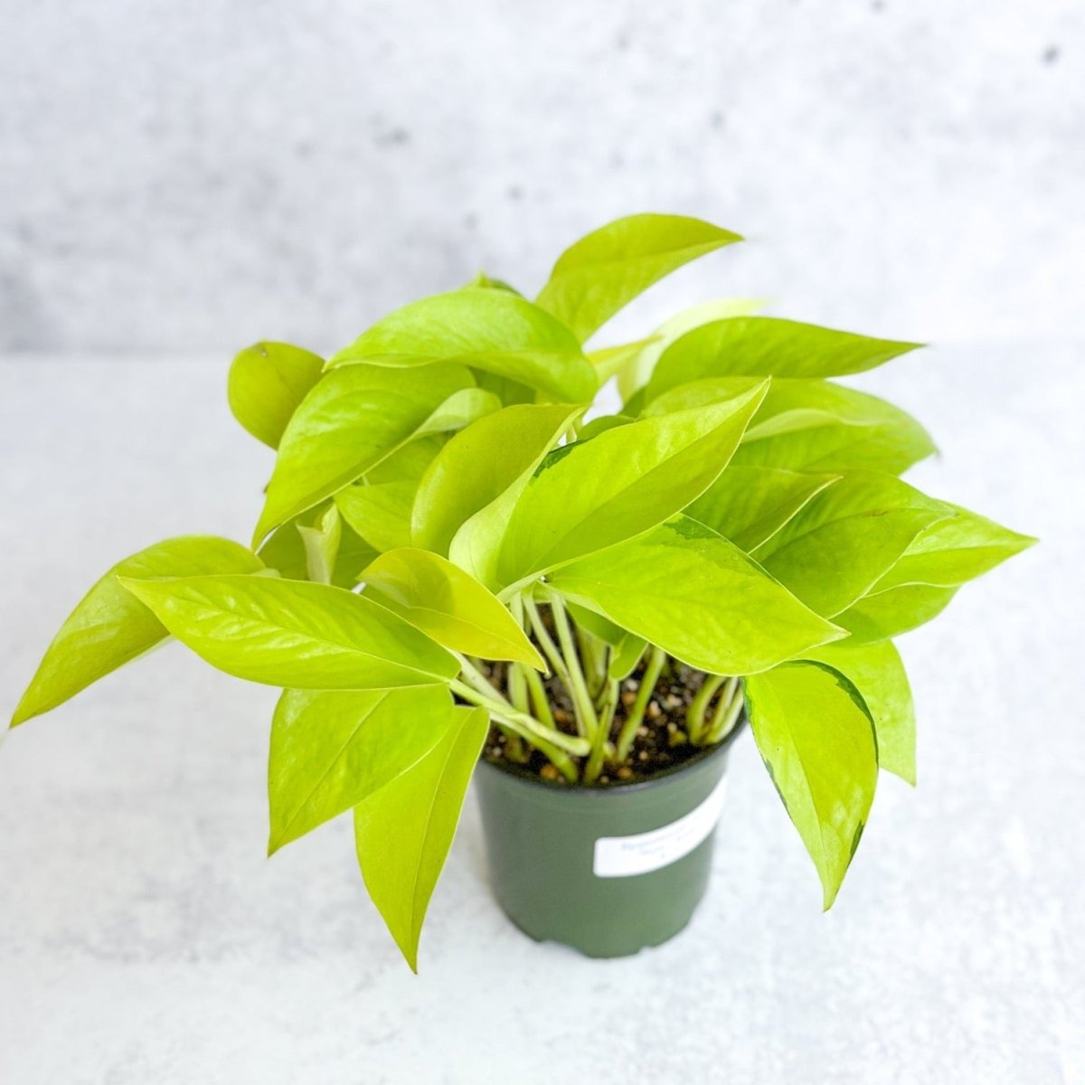neon pothos outside Epipremnum aureum 'Neon' Pothos (4" Pot)