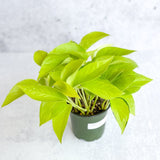 Epipremnum Aureum 'Neon' Pothos - Various Sizes - Ed's Plant Shop