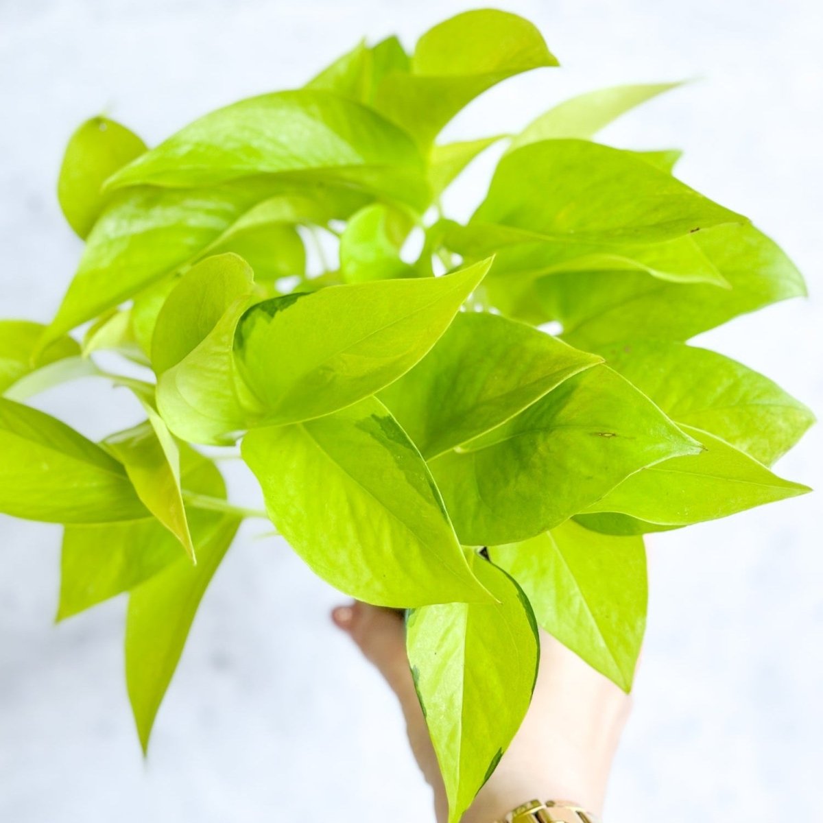 huge neon pothos Epipremnum aureum 'Neon' Pothos (4" Pot)