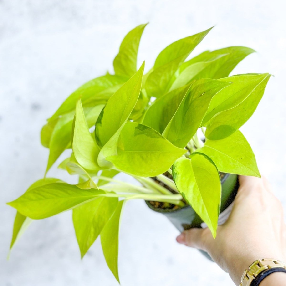 variegated neon pothos vs neon pothos Neon Pothos 6" Nursery