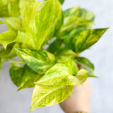 Epipremnum Aureum 'Neon Queen' Pothos - Ed's Plant Shop