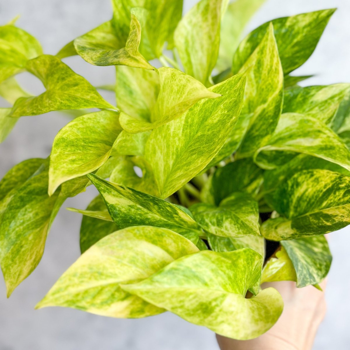 Epipremnum Aureum 'Neon Queen' Pothos - Ed's Plant Shop