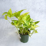 Epipremnum Aureum 'Neon Queen' Pothos - Ed's Plant Shop