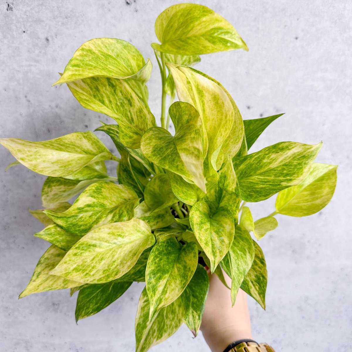 large neon pothos Epipremnum Aureum 'Neon Queen' Pothos