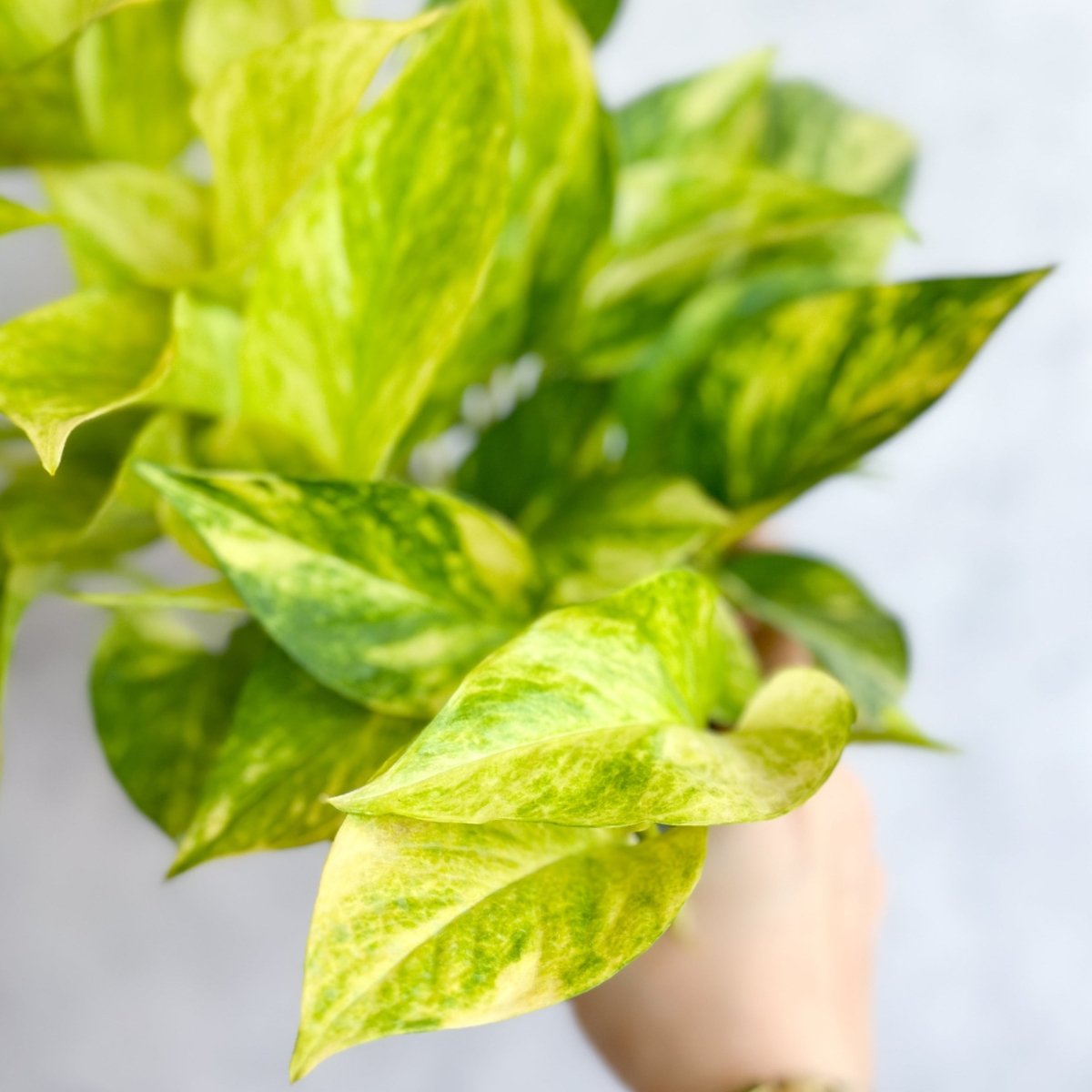 epipremnum neon variegata 4'' Nursery Pot