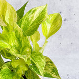 Epipremnum Aureum 'Neon Queen' Pothos - Various Sizes - Ed's Plant Shop