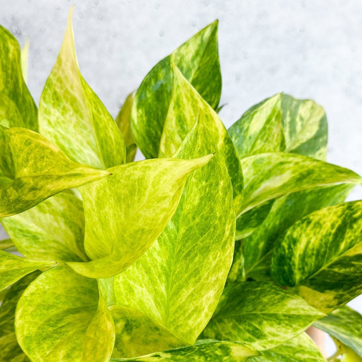 Epipremnum Aureum 'Neon Queen' Pothos - Various Sizes - Ed's Plant Shop