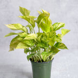 Epipremnum Aureum 'Neon Queen' Pothos - Various Sizes - Ed's Plant Shop