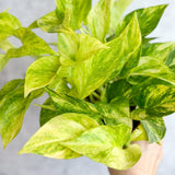 Epipremnum Aureum 'Neon Queen' Pothos - Various Sizes - Ed's Plant Shop