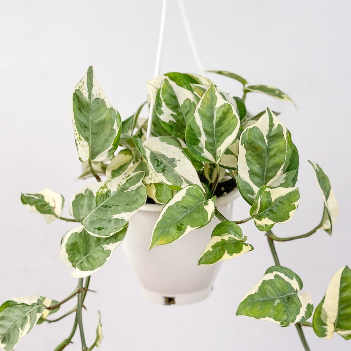 Epipremnum Aureum 'Pearls and Jade' Pothos Hanging Basket - Ed's Plant Shop