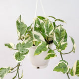 Epipremnum Aureum 'Pearls and Jade' Pothos Hanging Basket - Ed's Plant Shop