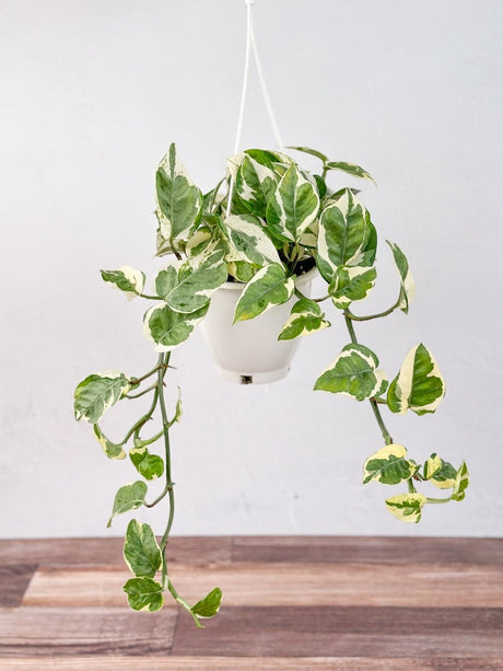 Pearls and Jade Pothos 6-inch hanging basket — full trailing plant with cream and green leaves