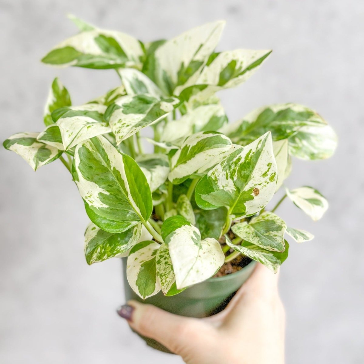 Epipremnum Aureum 'Pearls and Jade' Pothos - Various Sizes - Ed's Plant Shop