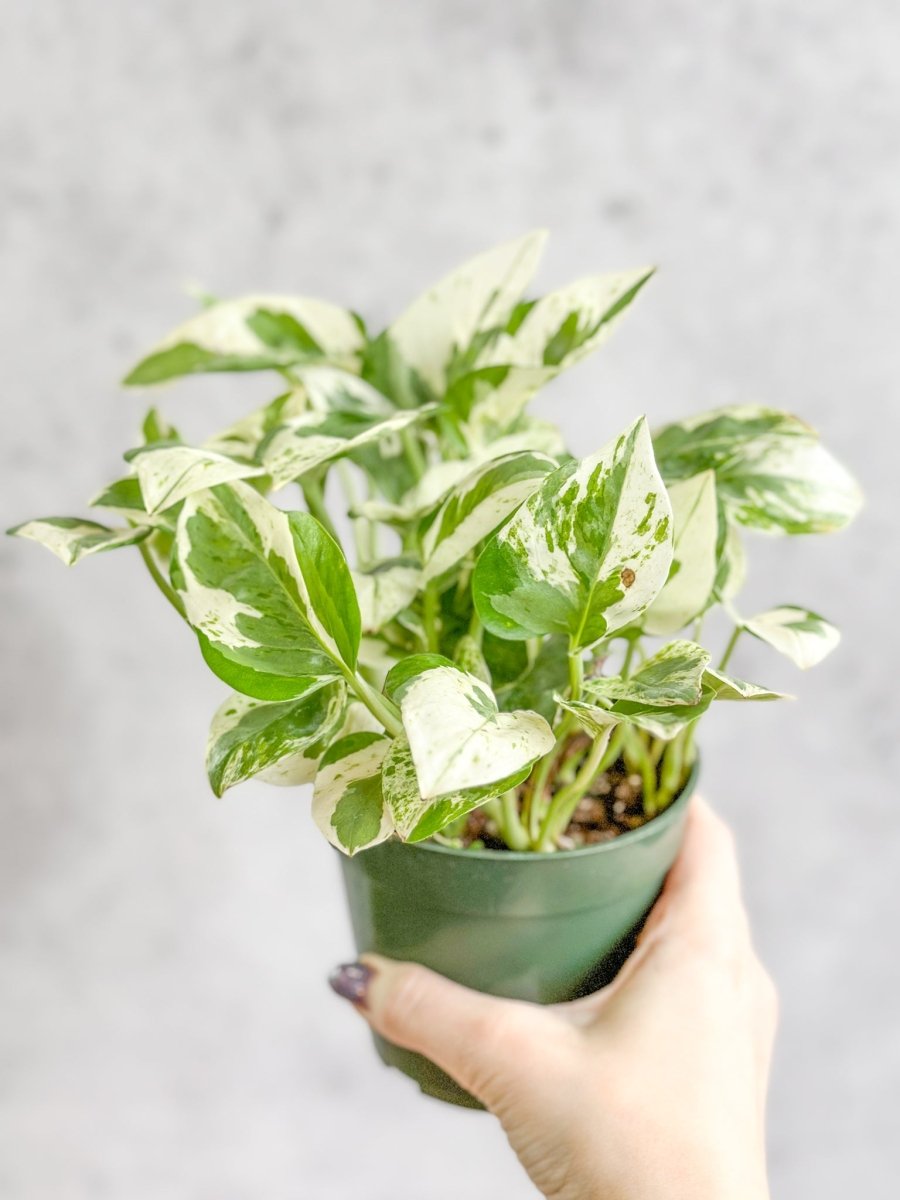 how to care for pearls and jade pothos houseplant Epipremnum Aureum 'Pearls and Jade' Pothos