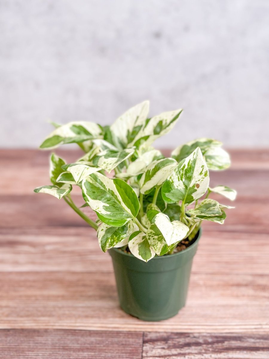 reverted pearls and jade pothos Epipremnum 'Pearls and Jade Pothos' 6”