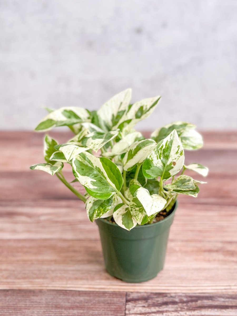 Epipremnum Aureum 'Pearls and Jade' Pothos - Various Sizes - Ed's Plant Shop