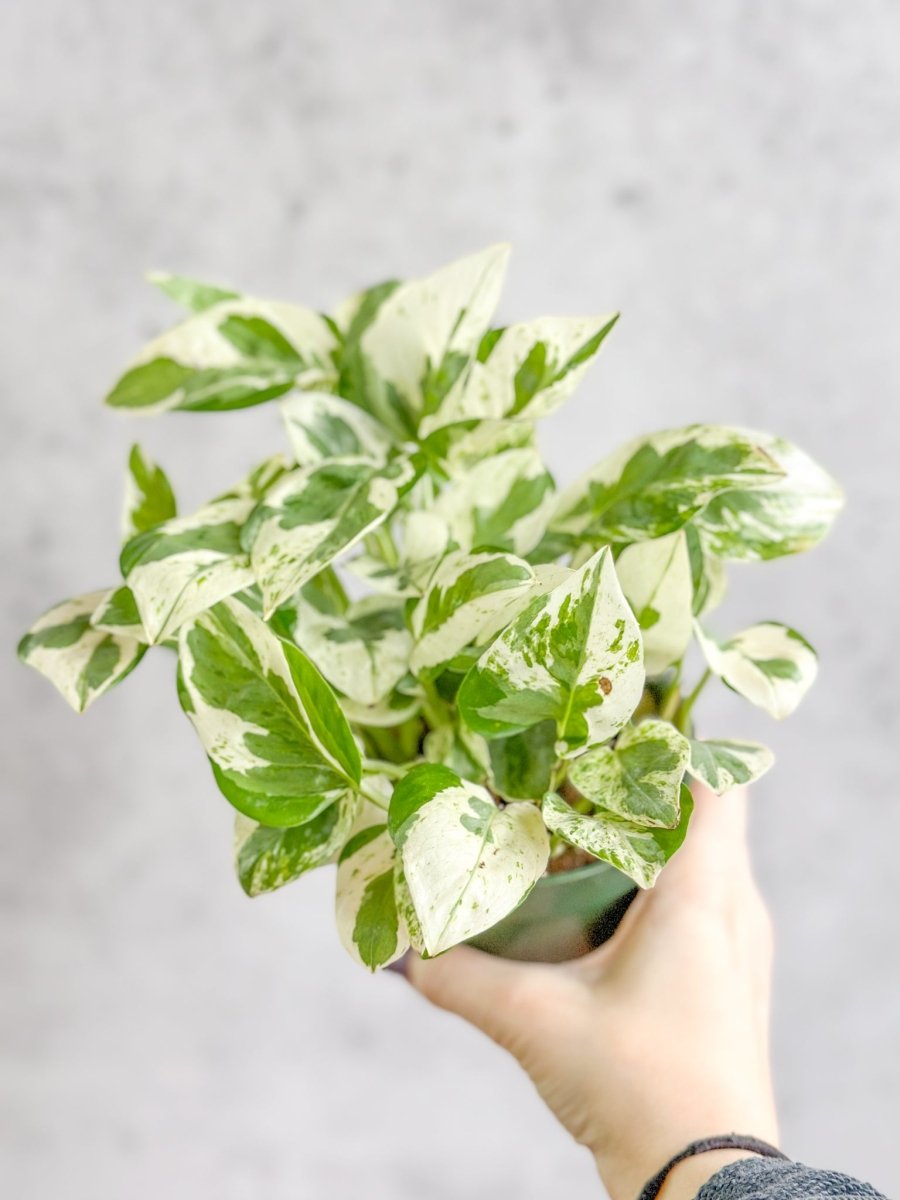 pearls and jade pothos vs marble queen Epipremnum 'Pearls and Jade Pothos' 6”