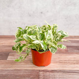 Epipremnum Aureum 'Pearls and Jade' Pothos - Various Sizes - Ed's Plant Shop