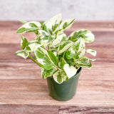 Epipremnum Aureum 'Pearls and Jade' Pothos - Various Sizes - Ed's Plant Shop