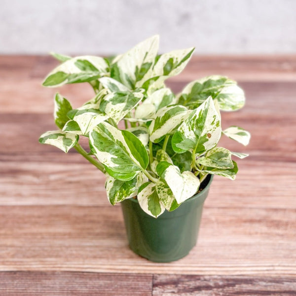 Pearls and Jade Pothos with white and green variegated leaves in a small pot