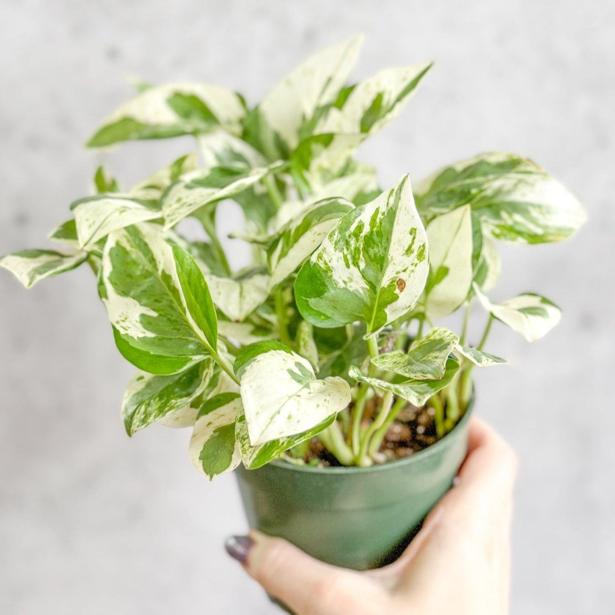 Epipremnum Aureum 'Pearls and Jade' Pothos - Various Sizes - Ed's Plant Shop