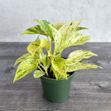 pothos snow queen Epipremnum aureum 'Snow Queen'